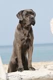 CANE CORSO 235